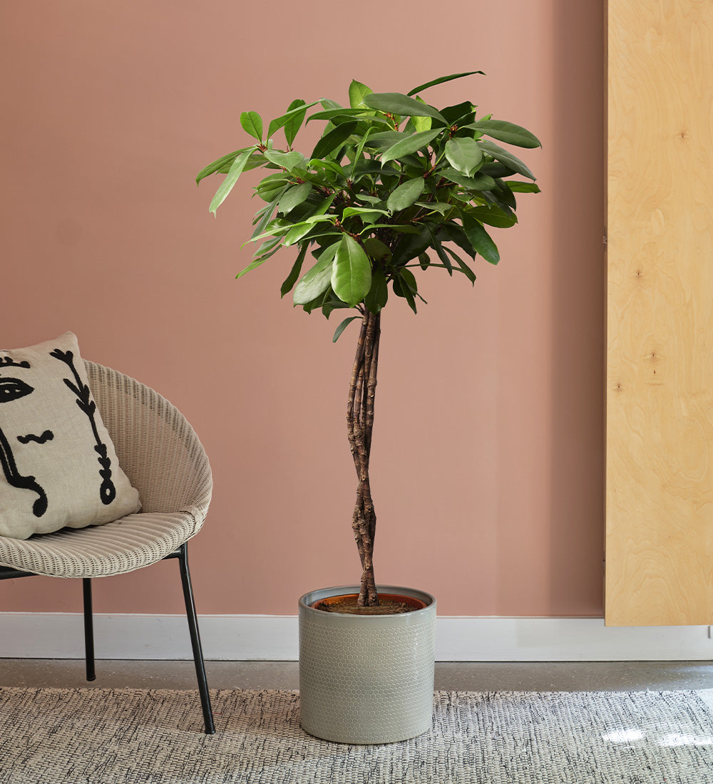 African Fig Tree
