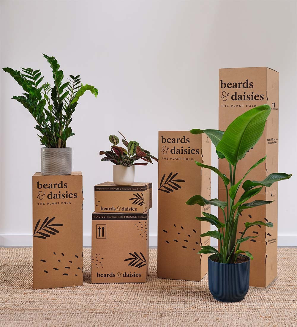 Dumb Cane