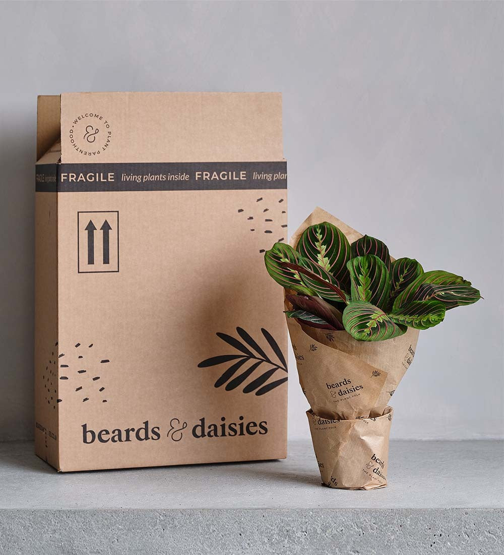 Pilea Raindrop & Pot