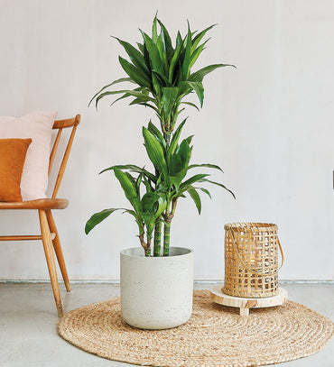Large Dracaena Fragrans Steudneri