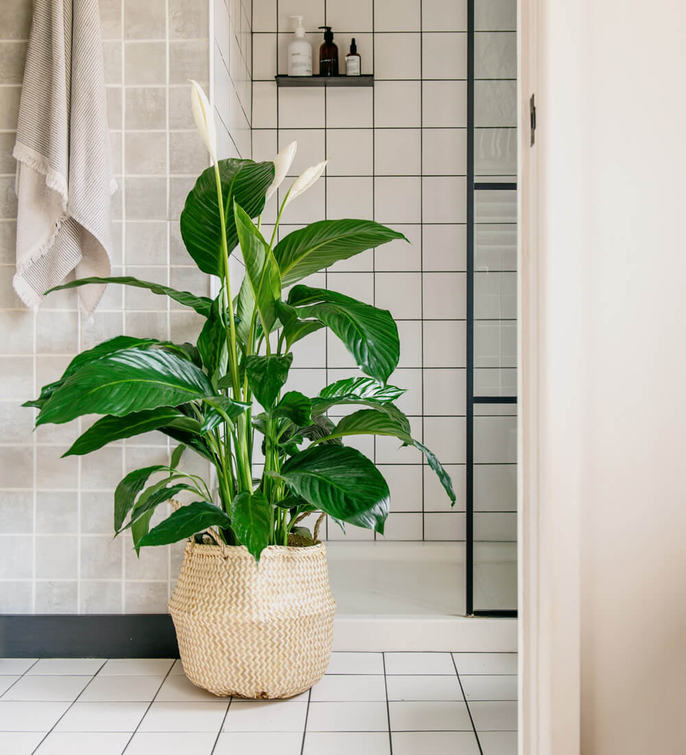 Large Peace Lily