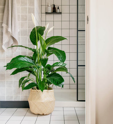 Large Peace Lily