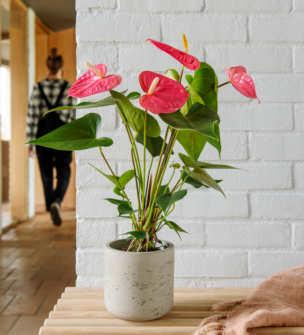 Anthurium