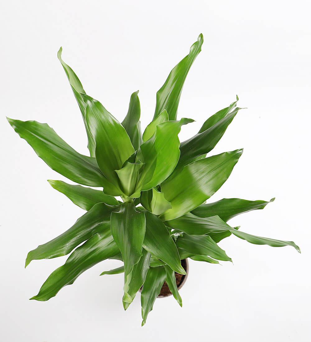 Large Dracaena Fragrans Steudneri