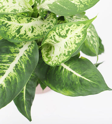 Dumb Cane