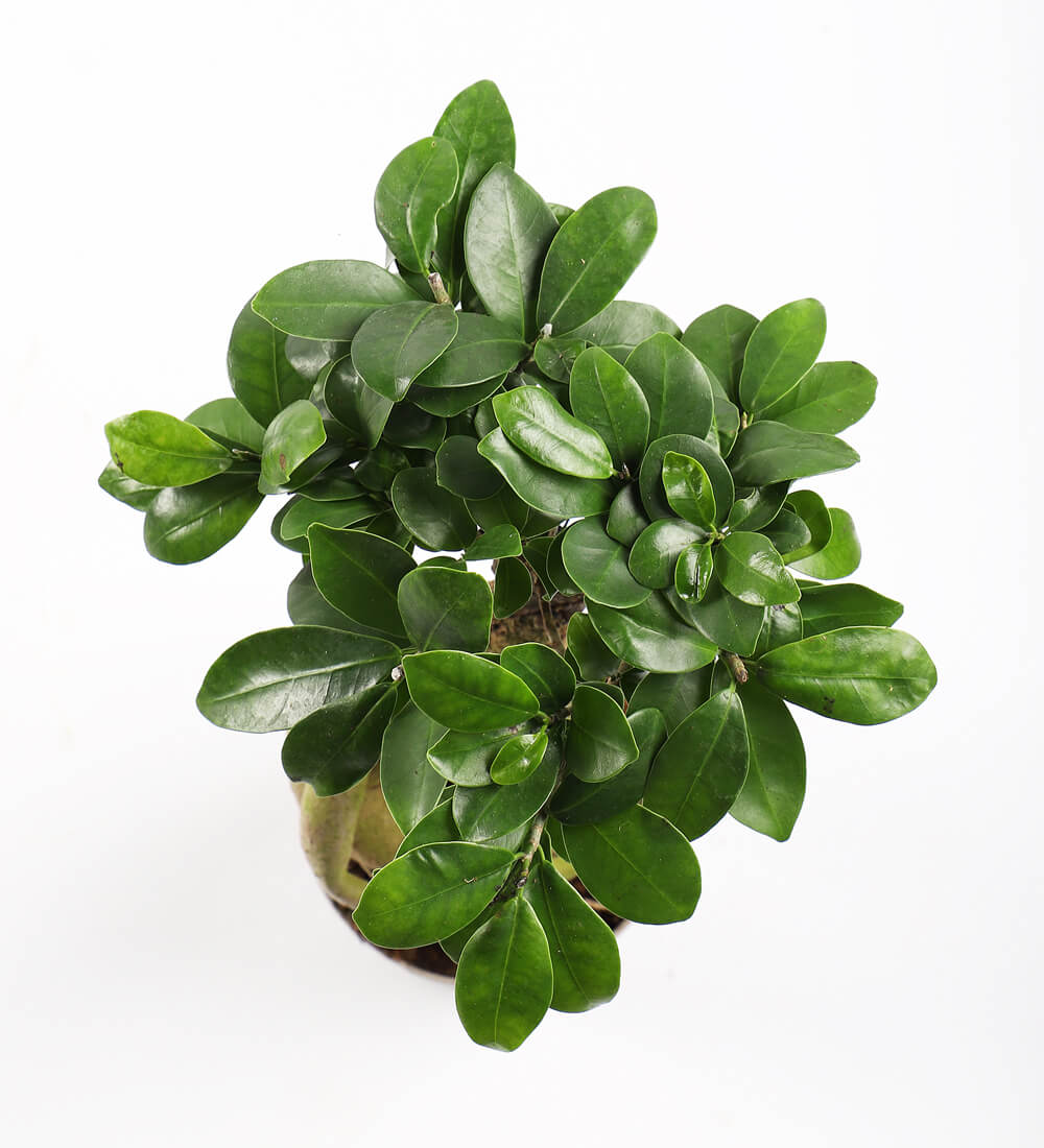 Bonsai Ficus Ginseng & Pot