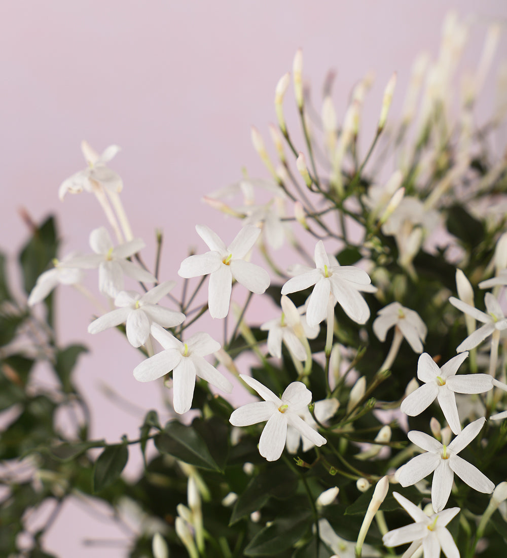 Jasmine & Ceramic Pot