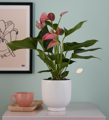 Anthurium