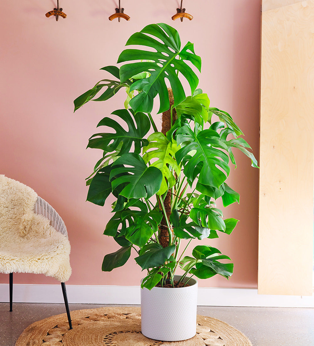 Swiss Cheese Plant & Pot