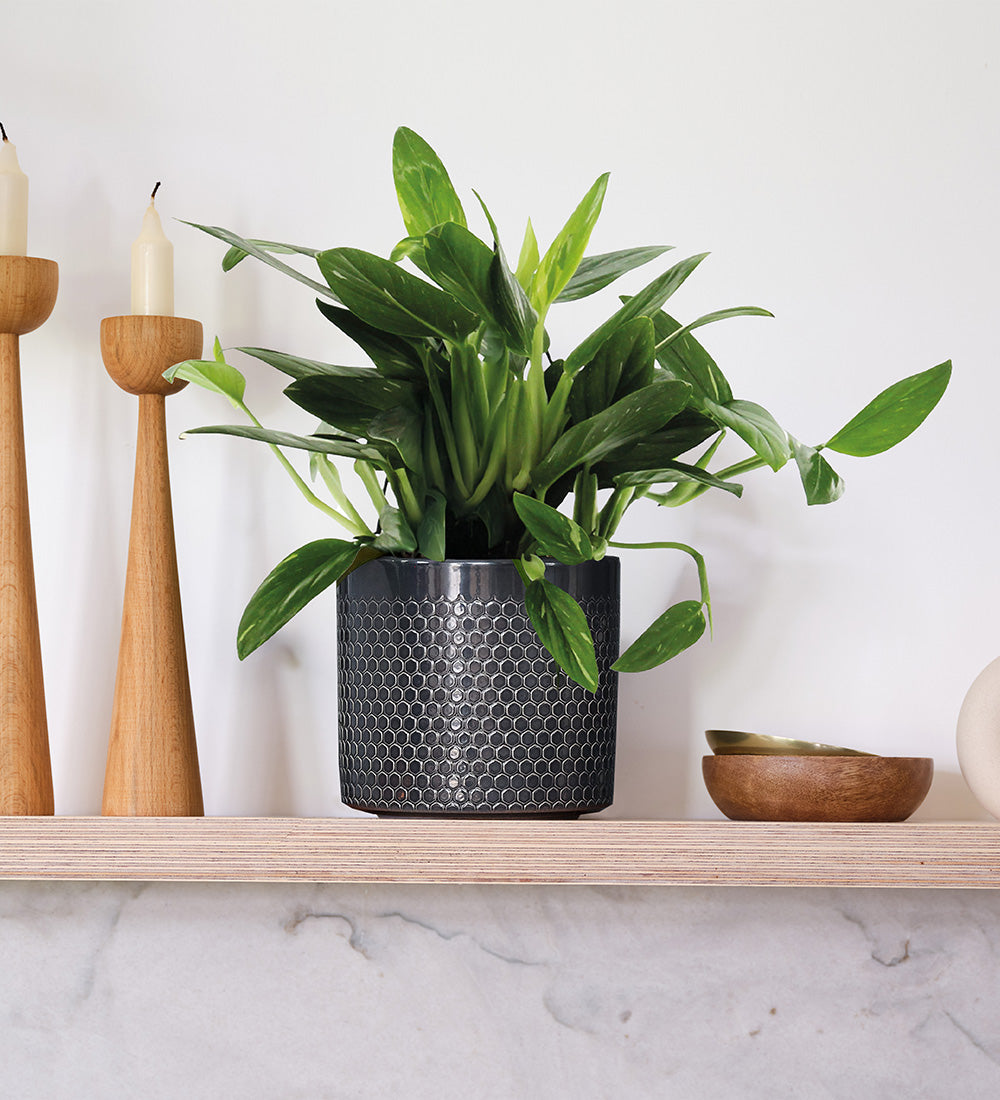 Philodendron Cobra