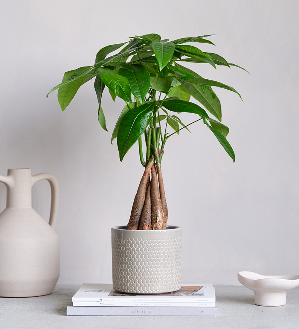 Money Tree & Pot